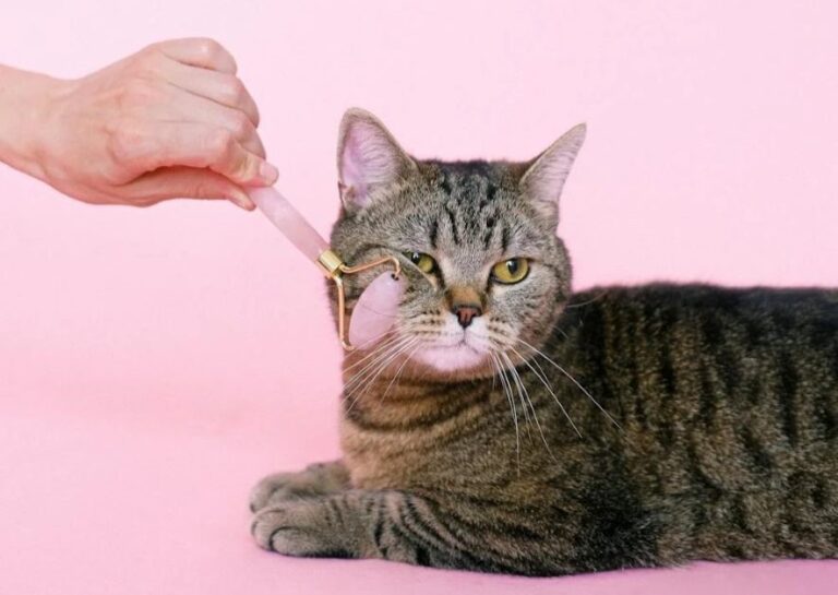 The Pampered Pet’s Guide to the Best Pet Supplies in Lilongwe